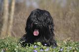BRIARD 107